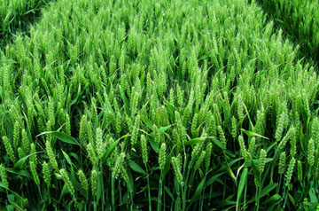 小麥“三病一蟲”防控技術(shù)要點