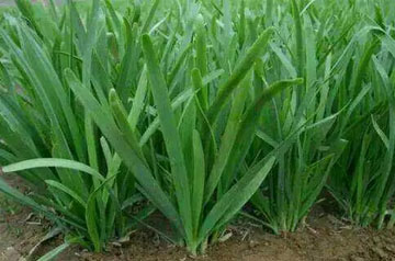 2024年韭菜主要病蟲害綠色防控技術(shù)方案