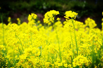 豐收不到手、田管不停歇 2024年冬油菜面積穩(wěn)中有增 長(zhǎng)勢(shì)好于預(yù)期