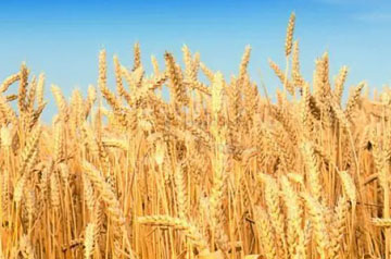 科研團隊發(fā)現(xiàn)小麥籽粒營養(yǎng)組成與其鎘鉛生物可給性有密切關系