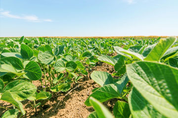 2024年東北地區(qū)大豆春播技術(shù)意見