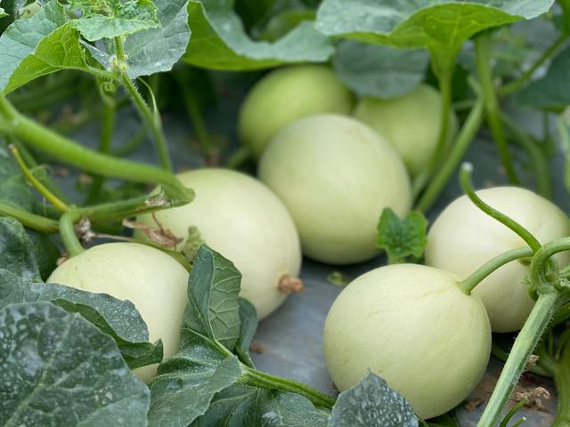 未來農(nóng)村優(yōu)質(zhì)瓜類市場空間巨大