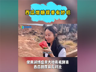 西瓜增糖提香有妙招，使用潤(rùn)博盛親大地有機(jī)酵素，西瓜甜度前后對(duì)比