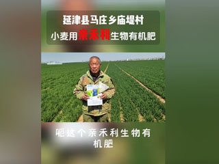 小麥?zhǔn)褂糜H禾利生物有機(jī)肥，延津縣馬莊鄉(xiāng)廟堤村農(nóng)戶感言