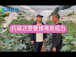 大棚黃瓜抗病還是要提高免疫力，云南元謀縣農(nóng)戶使用感言