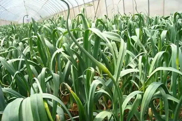 大蒜抽薹期 肥水不能缺