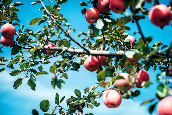磷酸二氫鉀作用大 果業(yè)生產(chǎn)科學施用效果佳