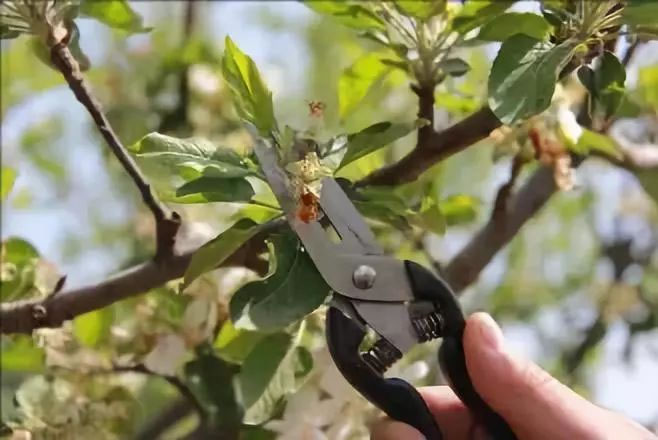 蘋果疏定果五月正當時