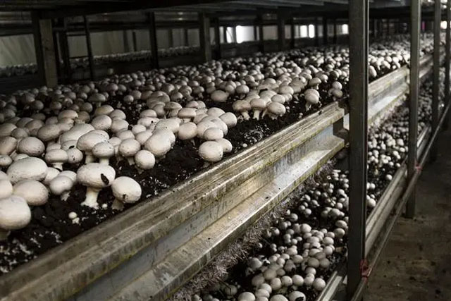 草菇的加工技術(shù)