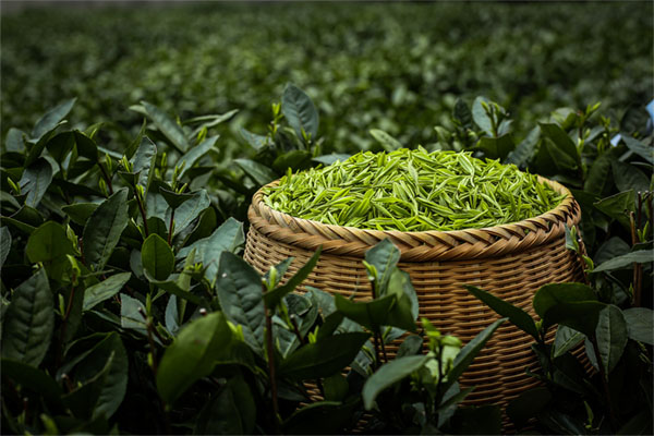 春茶采摘后茶園管理技術(shù)要點