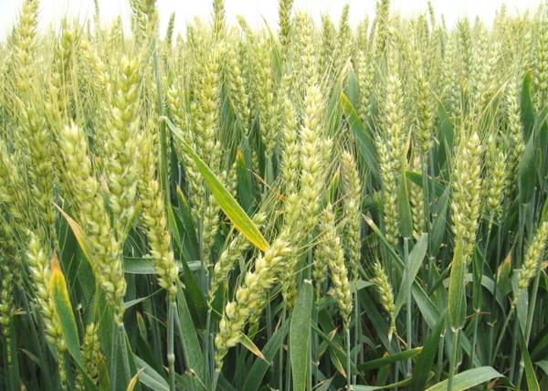 小麥要高產(chǎn)灌漿期做好這幾點