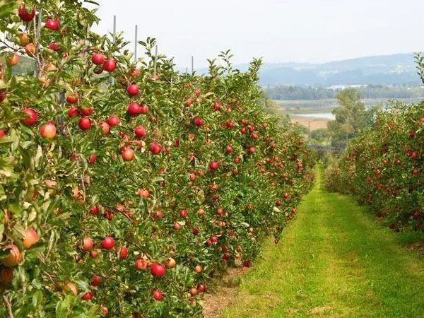 夏季牢記果園管理要點(diǎn)