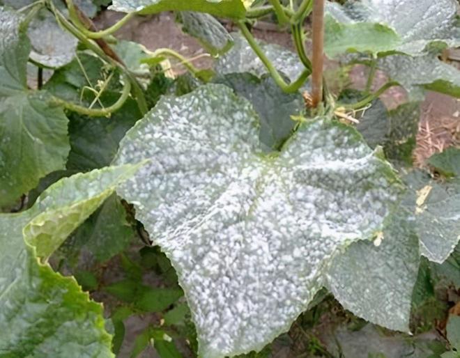 白粉病“禍害”作物多，提前預(yù)防是關(guān)鍵