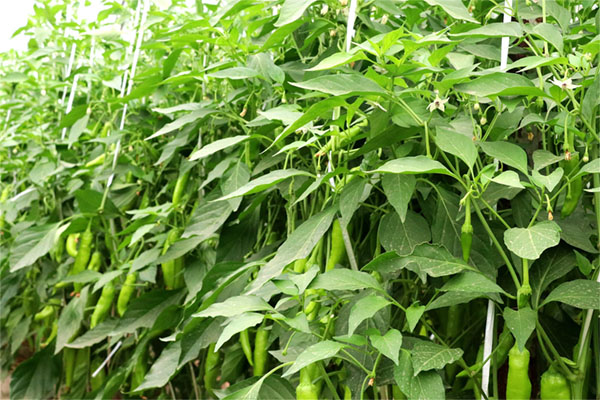 蔬菜徒長甭?lián)?控旺藥的正確選擇及用法