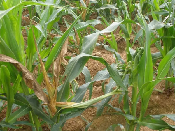 2024年春播玉米重大病蟲害發(fā)生預(yù)測與應(yīng)對措施