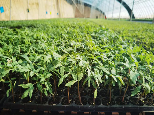 番茄越夏育苗技術(shù) 番茄越夏育苗技術(shù)
