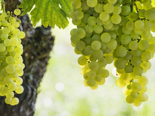 夏季如何提升葡萄糖度 增加香味和果粉 夏季如何提升葡萄糖度 增加香味和果粉