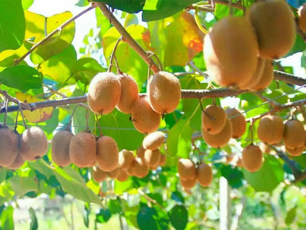 當(dāng)前獼猴桃管理重點做好這幾點