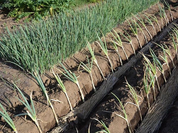 大蔥移栽技術(shù)要點(diǎn)