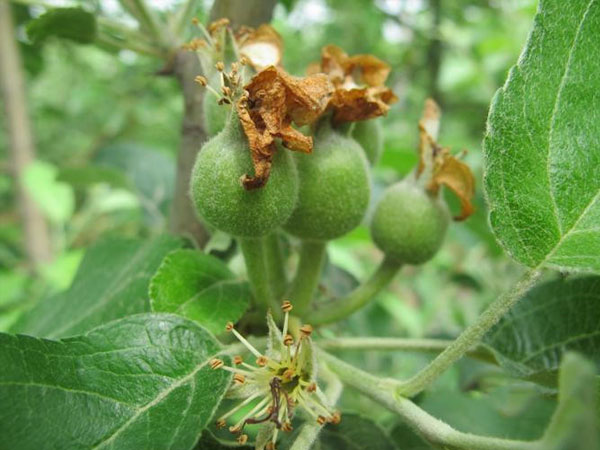 蘋果幼果期怎樣防治病蟲害 蘋果幼果期怎樣防治病蟲害