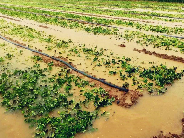 暴雨過后如何管好農(nóng)作物？