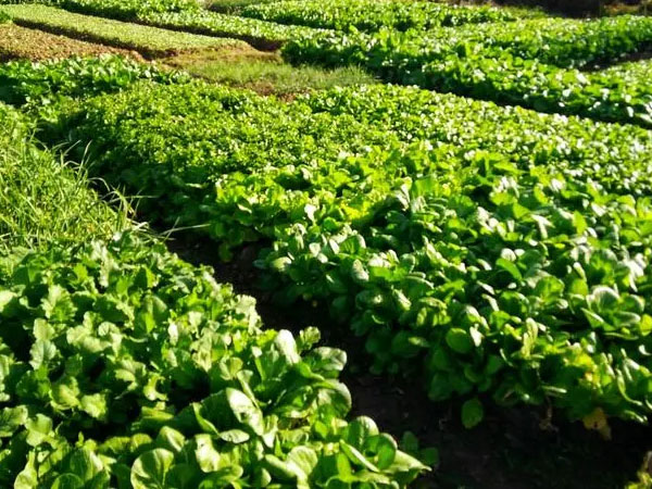 2024年夏季蔬菜生產(chǎn)技術(shù)指導(dǎo)意見(jiàn)