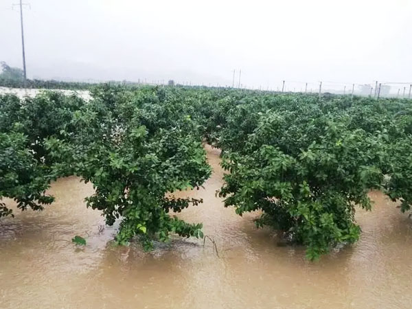 果樹遇水淹怎樣補(bǔ)救 果樹遇水淹怎樣補(bǔ)救