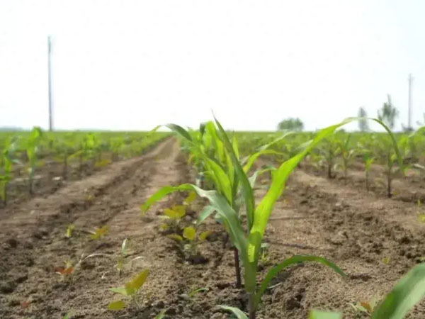 黃淮海抗旱晚播及改種補(bǔ)種技術(shù)意見(jiàn)