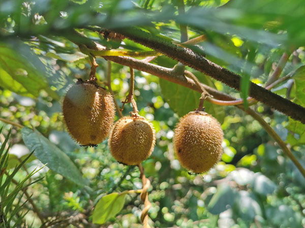 7月份獼猴桃管理要點(diǎn) 7月份獼猴桃管理要點(diǎn)