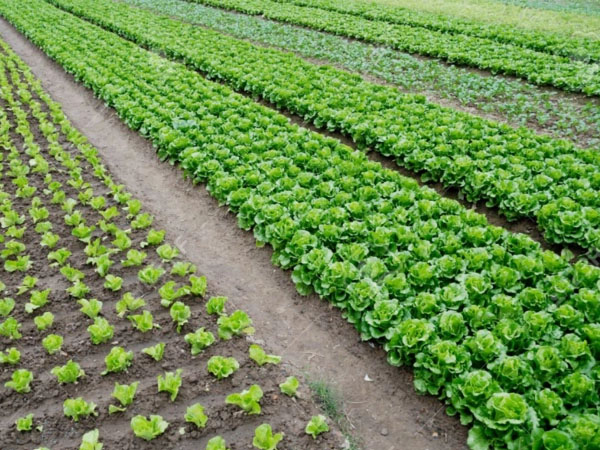 梅雨期蔬菜生產(chǎn)指南 梅雨期蔬菜生產(chǎn)指南