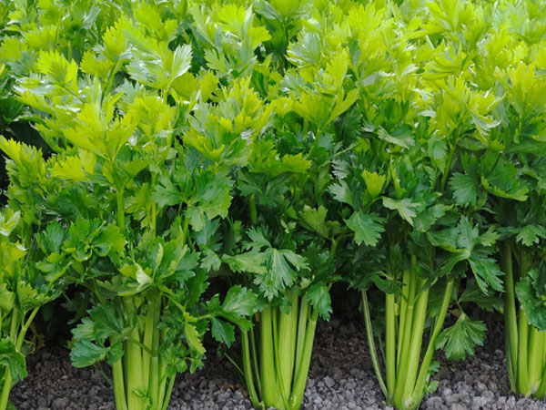 豇豆、芹菜、韭菜主要病蟲害綠色防控技術(shù)要點(diǎn)