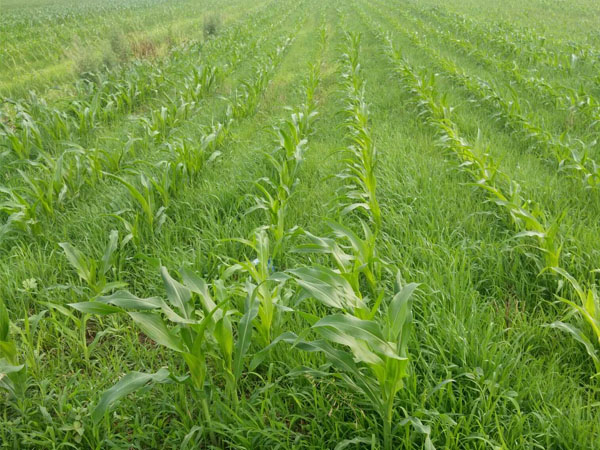 玉米田小麥苗太多用啥除草劑好？推薦硝煙莠去津