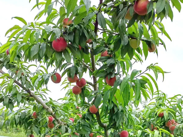 七月份桃樹怎么管理