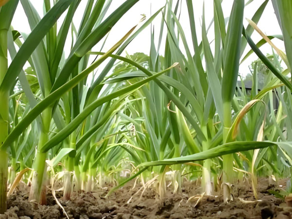 大蒜重茬減產(chǎn)的防治技術(shù)